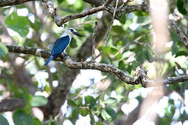 Beach Kingfisher