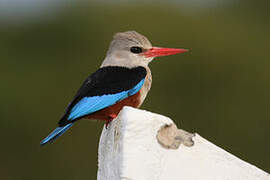 Grey-headed Kingfisher