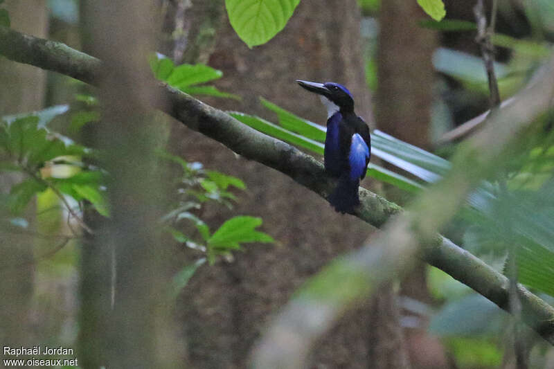 Martin-chasseur bleu-noir mâle adulte, identification