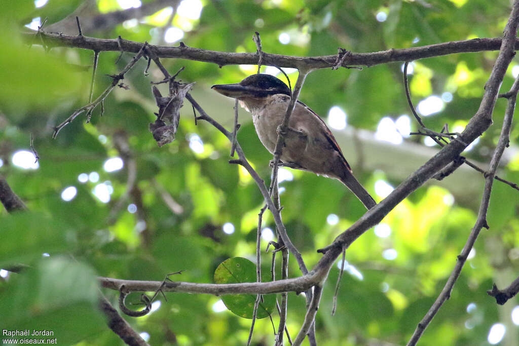 Hook-billed Kingfisheradult