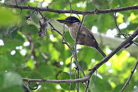 Hook-billed Kingfisher