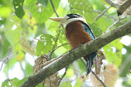 Rufous-bellied Kookaburra