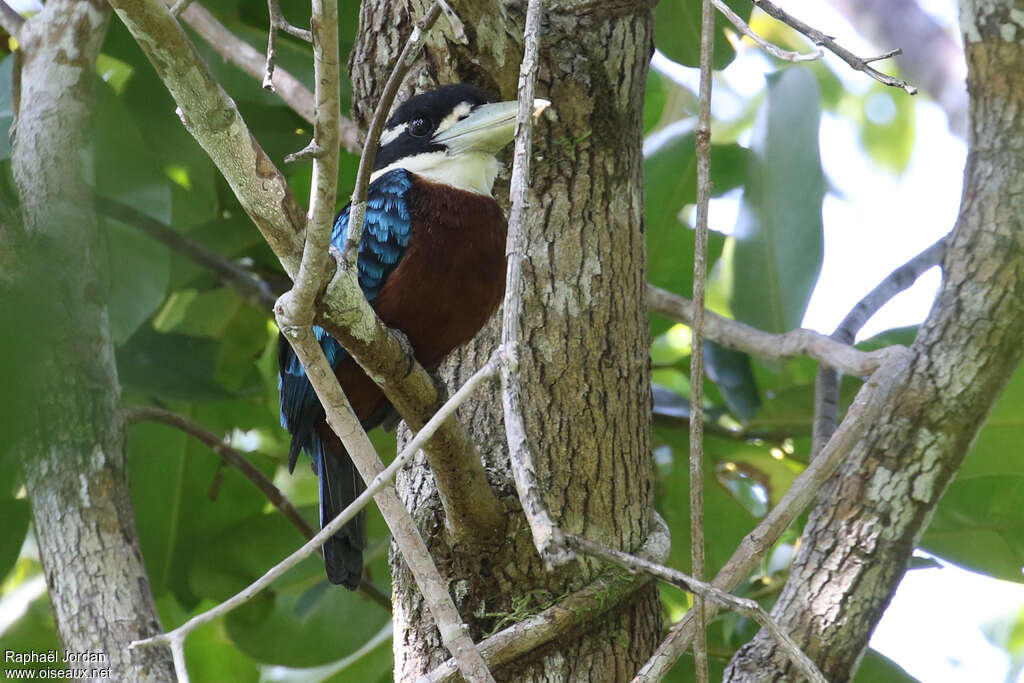 Rufous-bellied Kookaburra male adult