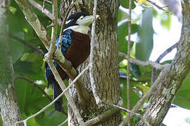 Rufous-bellied Kookaburra