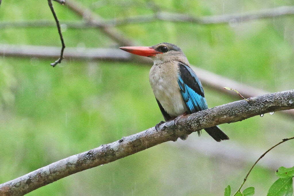 Mangrove Kingfisheradult