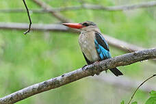 Martin-chasseur des mangroves