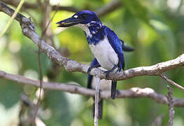 Blue-and-white Kingfisher