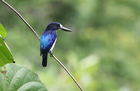 Blue-and-white Kingfisher