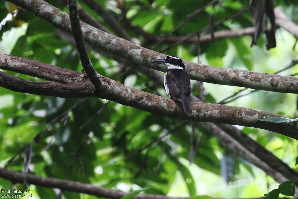 Sombre Kingfisher