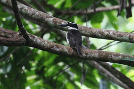 Sombre Kingfisher