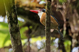 Banded Kingfisher