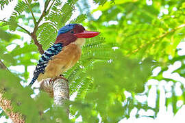 Banded Kingfisher