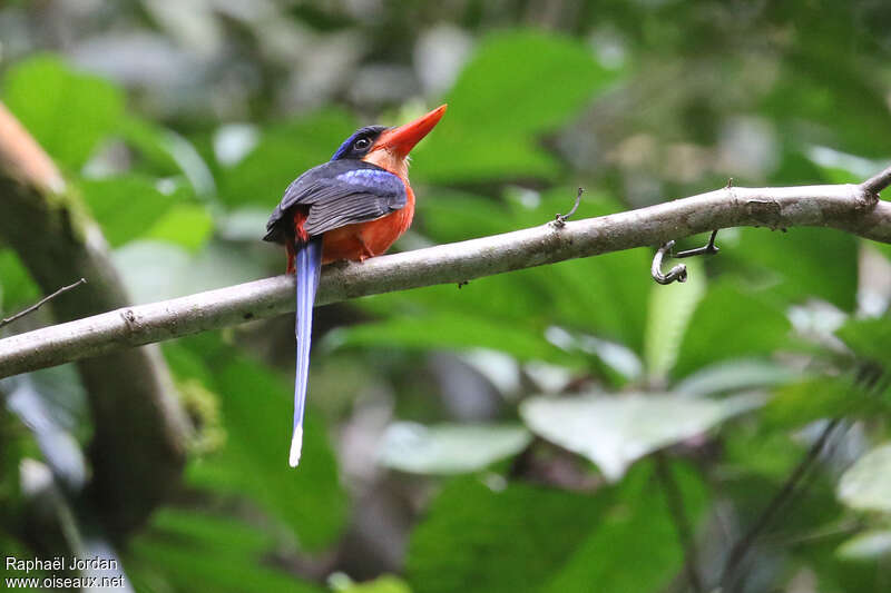 Red-breasted Paradise Kingfisher male adult breeding