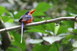 Red-breasted Paradise Kingfisher