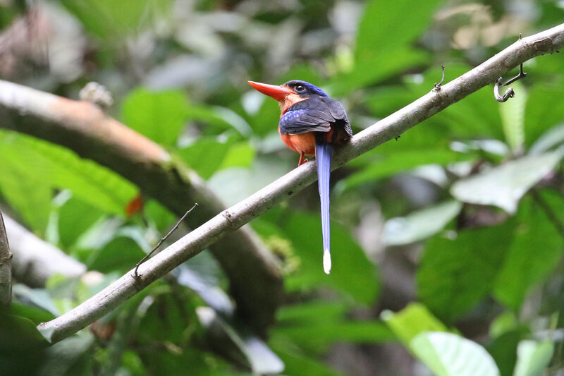 Red-breasted Paradise Kingfisher male adult breeding