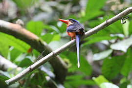 Red-breasted Paradise Kingfisher