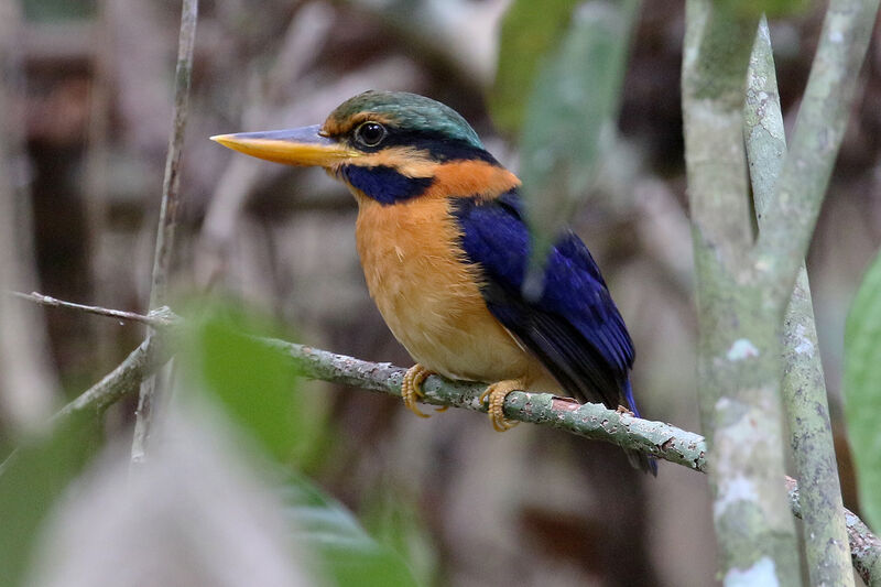 Rufous-collared Kingfisher male adult