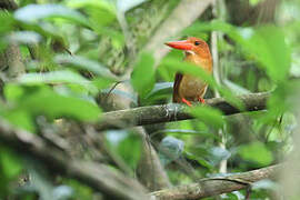 Ruddy Kingfisher