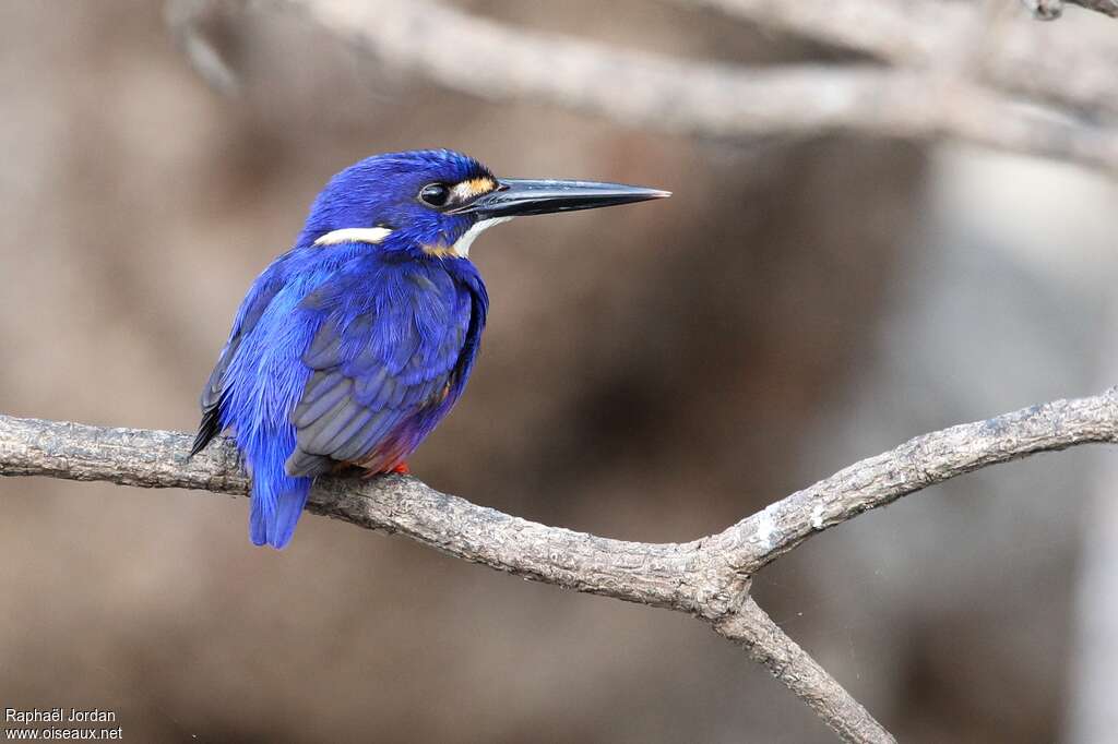 Martin-pêcheur à dos bleuadulte, pigmentation