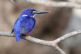 Azure Kingfisher