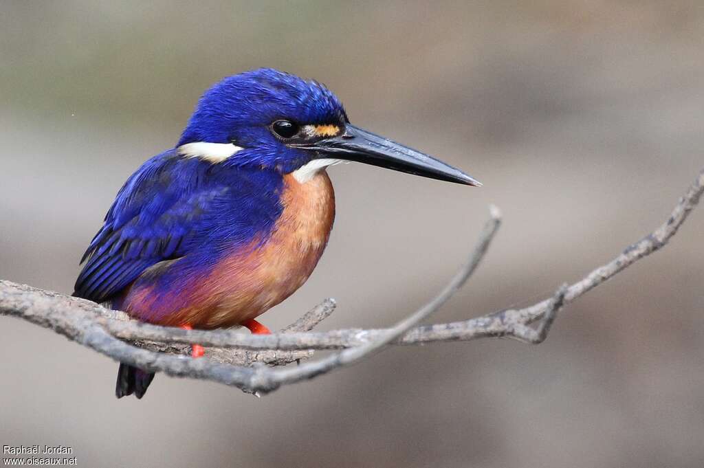 Azure Kingfisheradult, identification