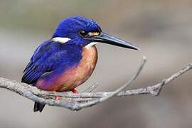 Azure Kingfisher