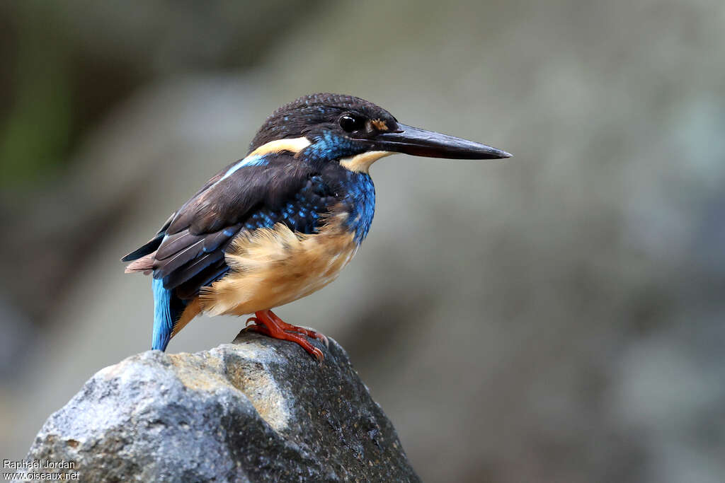 Javan Blue-banded Kingfisher female adult