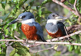 Ringed Kingfisher