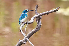 Cerulean Kingfisher