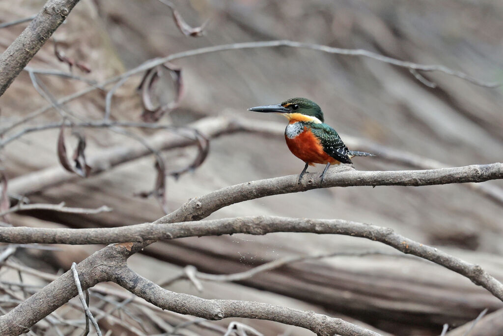 Green-and-rufous Kingfisher female