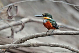 Green-and-rufous Kingfisher