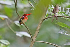 Philippine Dwarf Kingfisher