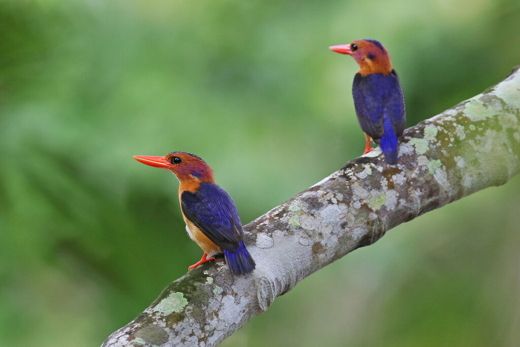 African Pygmy Kingfisheradult