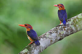 African Pygmy Kingfisher