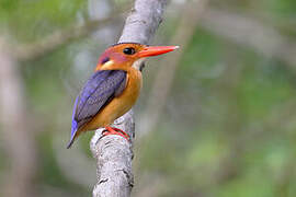 African Pygmy Kingfisher