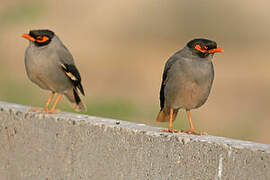 Bank Myna