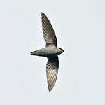 Martinet à croupion gris