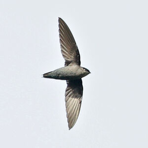 Martinet à croupion gris