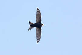 White-rumped Swift