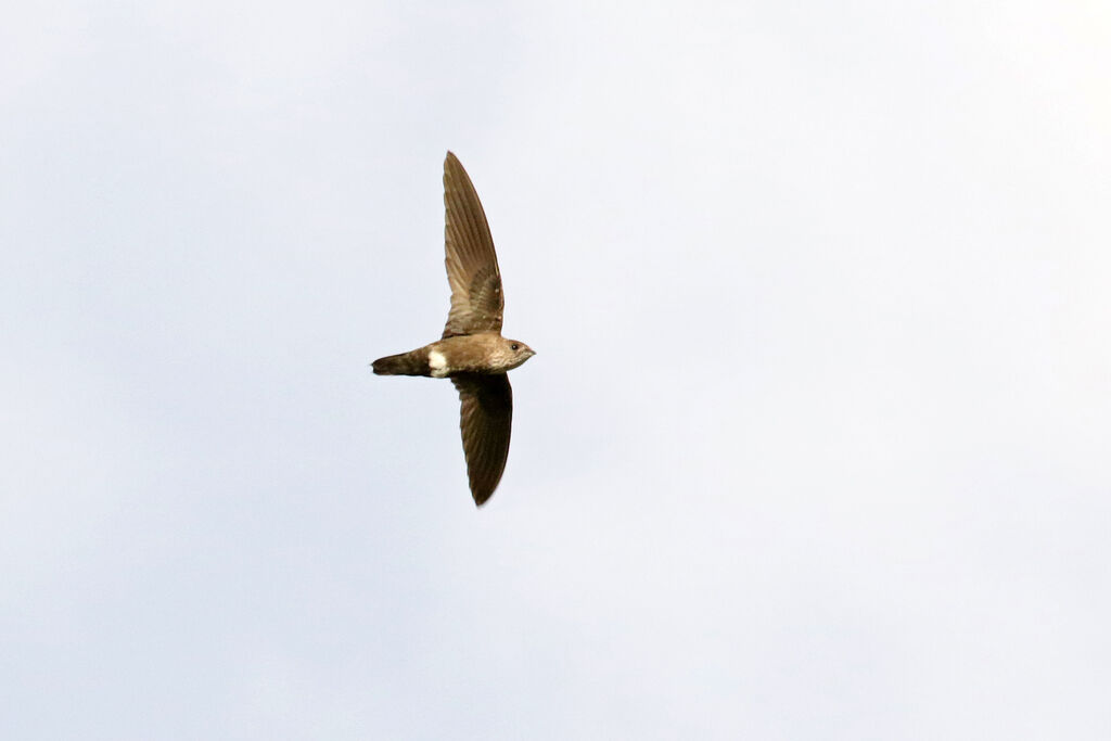 Mottled Spinetail