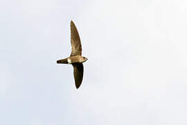 Mottled Spinetail