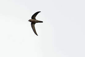 Martinet de Bradfield