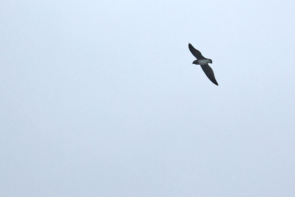 Cassin's Spinetail