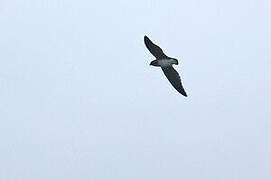 Cassin's Spinetail