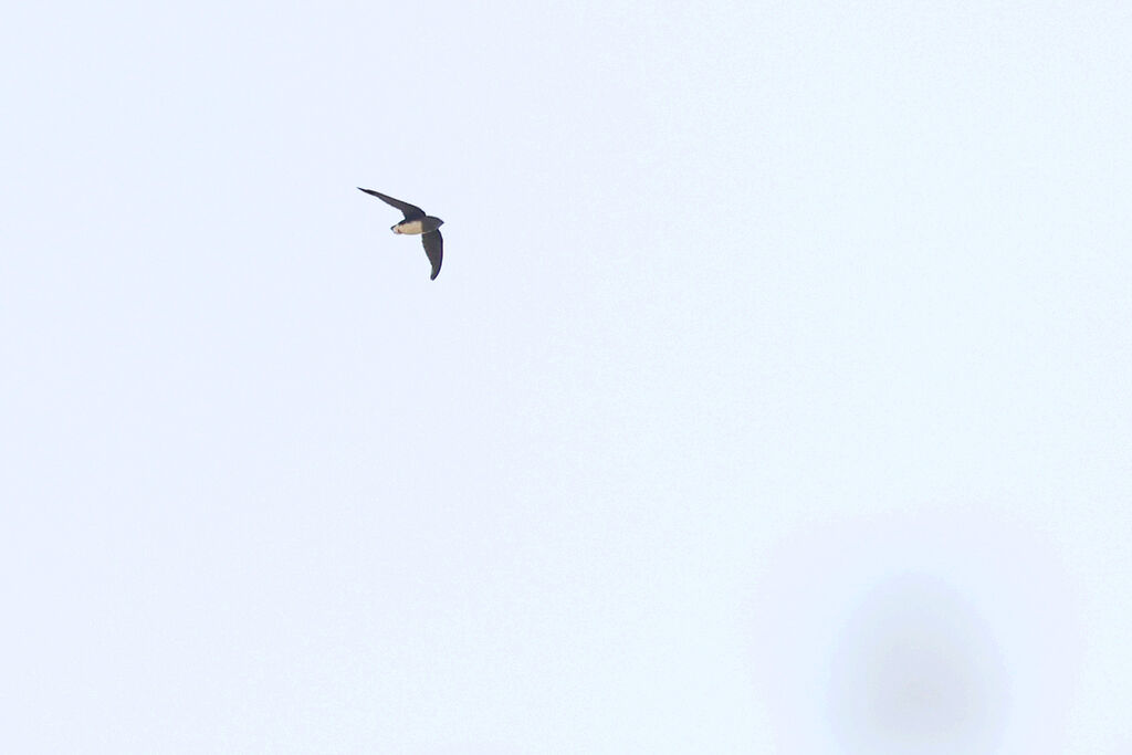 Cassin's Spinetail