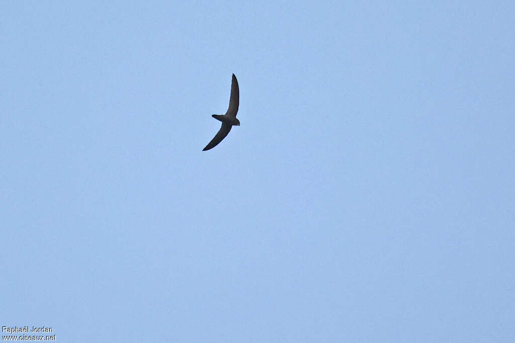 Black Spinetail