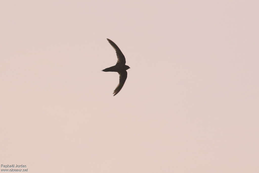 Dark-rumped Swiftadult