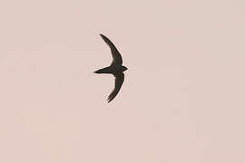 Dark-rumped Swift