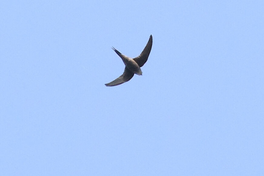 Scarce Swift