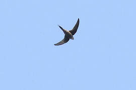 Scarce Swift